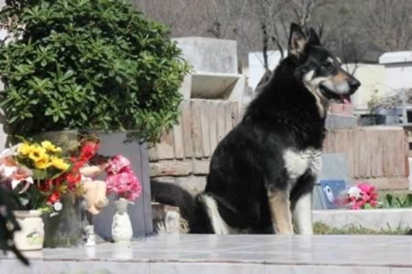Chú chó Capitan vẫn liên tục ngồi bên cạnh mộ người chủ quá cố của mình rõng rã suốt 6 năm trời