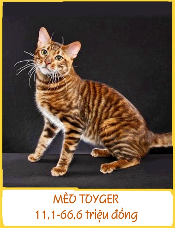 Giống mèo Toyger sở hữu bộ lông vằn giống loài hổ và tên gọi của chúng cũng tương đồng với tên hổ (Tiger). Người lai tạo giống mèo này nói rằng sự xuất hiện của Toyger giúp mọi người ý thức hơn về việc bảo vệ hổ trong tự nhiên. Mỗi chú Toyer có giá 11,1-66,6 triệu đồng