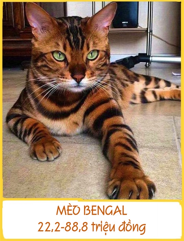 Mèo Bengal được lai từ giống mèo báo châu Á và mèo nhà. Những chú mèo Bengal rất thích bơi lội và mặc dù nặng tới 4-8kg song chúng thường leo lên vai người chủ để thể hiện tình cảm yêu thương. Mỗi chú Bengal có giá từ 22,2-88,8 triệu đồng