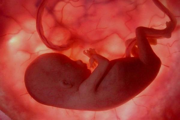 Sự sống của thai nhi được duy trì trong tử cung tất cả đều nhờ vào hơi thở từ phổi và hoạt động tuần hoàn của cơ thể người mẹ. 