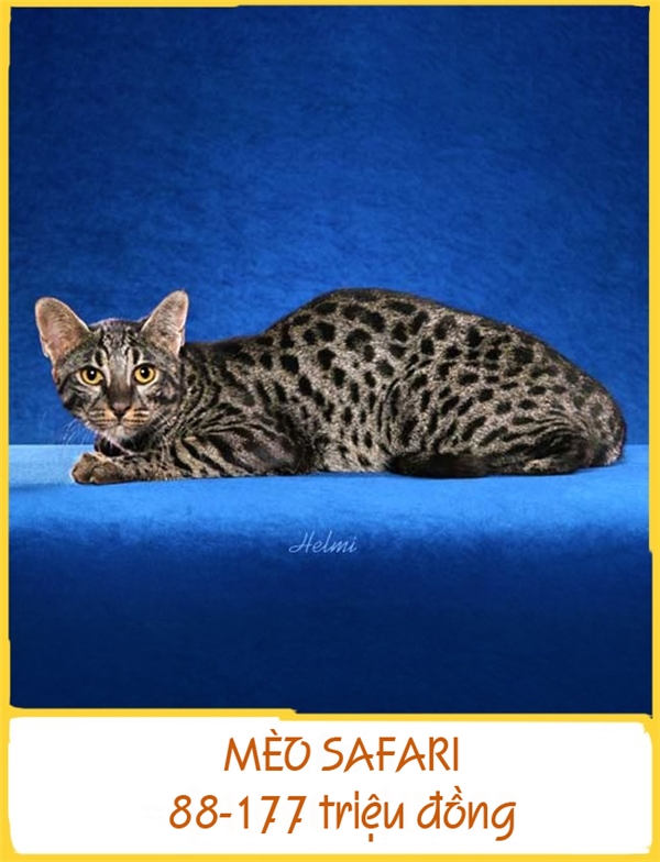 Giống mèo quý hiếm này được lai từ mèo nhà và mèo Geoffroy hoang dã ở Nam Mỹ nhằm mục đích nghiên cứu bệnh bạch cầu. Lứa đầu tiên được phát triển ở Mỹ vào năm 1970. Mèo Safari trưởng thành nặng trung bình 11kg và có giá 88-177 triệu đồng