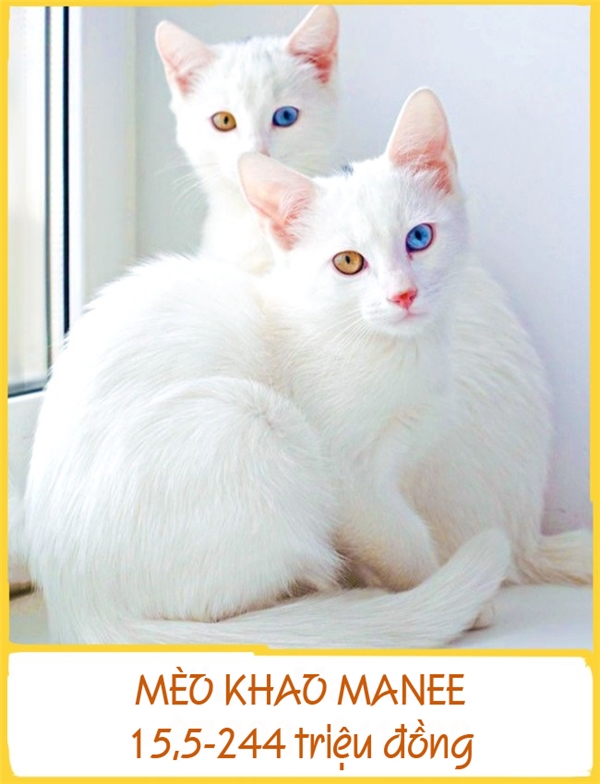 Những chú mèo Khao Manee sở hữu vẻ ngoài kiêu kì, xinh đẹp được cho là xuất hiện từ những năm 1350-1767. Trước đây, chúng chỉ sống trong gia đình hoàng tộc và được xem như một biểu tượng may mắn, trường thọ và khỏe mạnh. Sở hữu được một chú Khao Manee là niềm ao ước của nhiều người song giá lại rất đắt, từ 15,5-244 triệu đồng