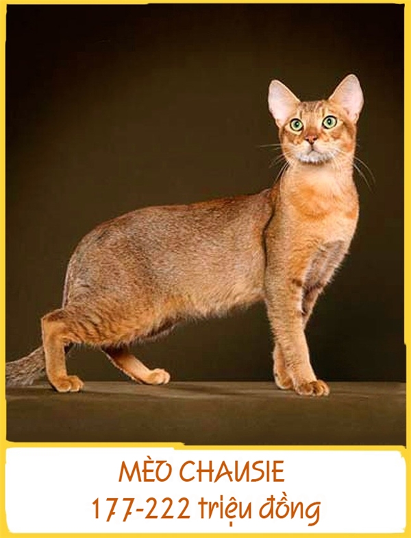 Chausie là một trong những giống mèo cực kì quý hiếm, được lai tạo từ giống mèo nhà và mèo rừng. Chausie vô cùng năng động và hòa đồng, chúng có thể hòa nhập ở bất kì môi trường nào dù là với con người, chó hay các loài mèo khác. Mỗi chú Chausie có giá nằm ở khoảng 177-222 triệu đồng