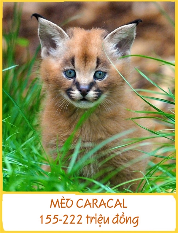 Giống mèo Caracal đang đối mặt với nguy cơ tuyệt chủng do vài năm trước, chúng từ một giống săn mồi trở thành thú nuôi có giá. Để sở hữu giống mèo quý và độc nhất vô nhị này, bạn cần chuẩn bị khoảng 155-222 triệu đồng