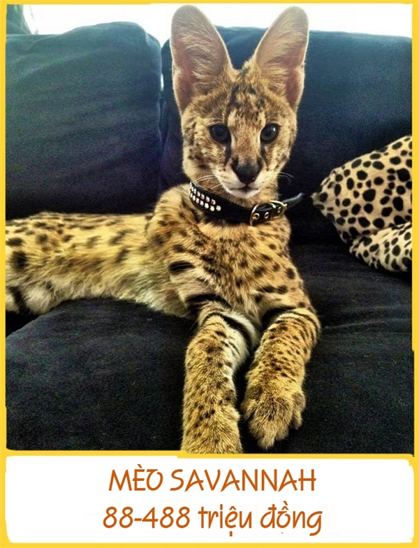 Savannah được lai từ mèo nhà và mèo rừng châu Phi. Chúng là giống mèo lớn nhất với cân nặng trung bình đạt 15kg và dài 60cm. Savannah được đánh giá là giống mèo rất thông minh, tính khí ôn hòa, hay tò mò và lanh lợi. Chúng thích tắm, đi dạo và chơi đùa. Mỗi chú mèo Savannah như vậy tầm khoảng 88-488 triệu đồng