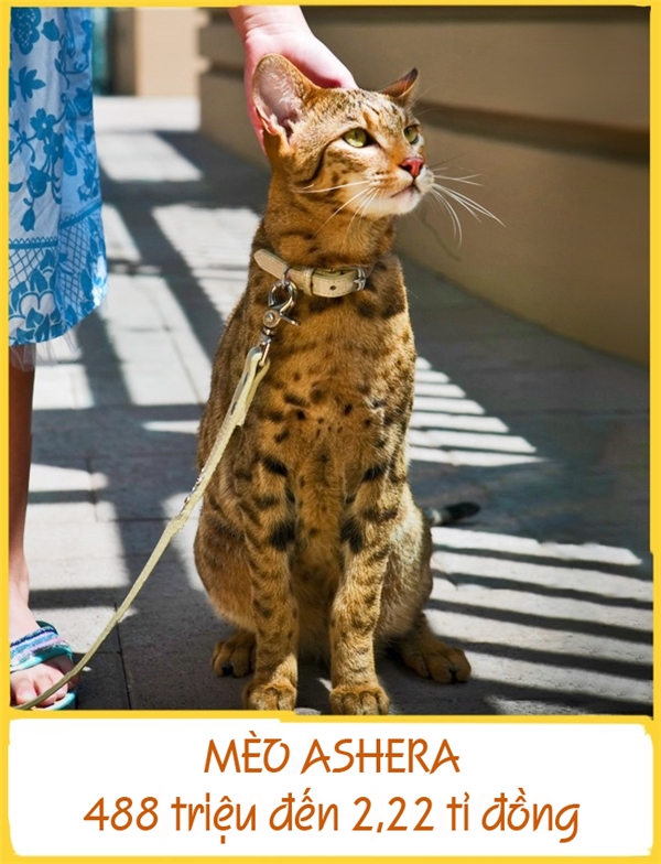 Ashera được xem là giống mèo xinh đẹp nhất thế giới và được lai từ mèo nhà và mèo báo châu Á. Theo người lai tạo, điểm đặc biệt của những chú mèo Ashera là ít gây dị ứng. Là giống mèo đắt nhất trong danh sách, mỗi chú Ashera có giá 488 triệu đến 2,22 tỉ đồng