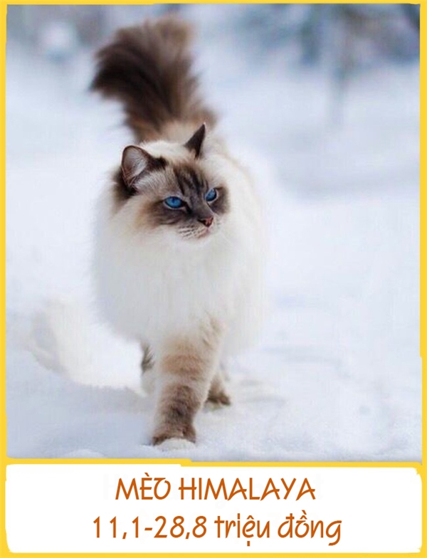 Mèo Himalaya có ngoại hình khá giống mèo Ba Tư nhưng khác ở đôi mắt màu xanh lam và mặt, tai, chân, đuôi có màu tối. Chúng được lai tạo vào năm 1950 tại Hoa Kỳ. Giống mèo này khá dịu dàng, vâng lời, thân thiện và ôn hòa. Giá mỗi con dao động từ 11,1-28,8 triệu đồng
