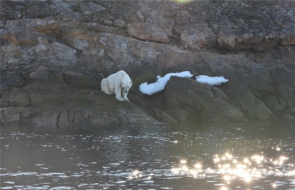  Chuyên gia về gấu Bắc cực Nicholas chia sẻ với phóng viên tờ Daily Post rằng, chúng ta có thể dễ dàng nhận thấy tác động lớn của sự nóng lên toàn cầu đối với động vật hoang dã ở Bắc Cực.