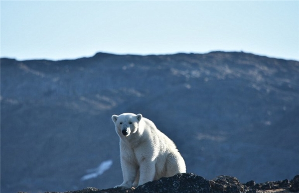 Ông giải thích, vì băng tuyết trên núi ngày càng ít, loài gấu Bắc cực phải tìm địa điểm mới để tồn tại, trong quá trình di chuyển này không ít con bị chết do sự xuất hiện của các triệu chứng của hạ thân nhiệt.