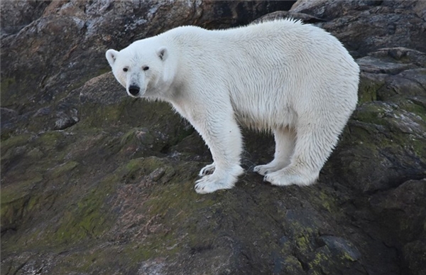 Liên Hợp Quốc từng cảnh báo số lượng của gấu Bắc cực đang bị suy giảm mạnh vì môi trường biến đổi. Về vấn đề này, chuyên gia Nicholas kêu gọi loài người thiết phải có hành động mạnh mẽ nhằm chống lại hiệu ứng nhà kính.