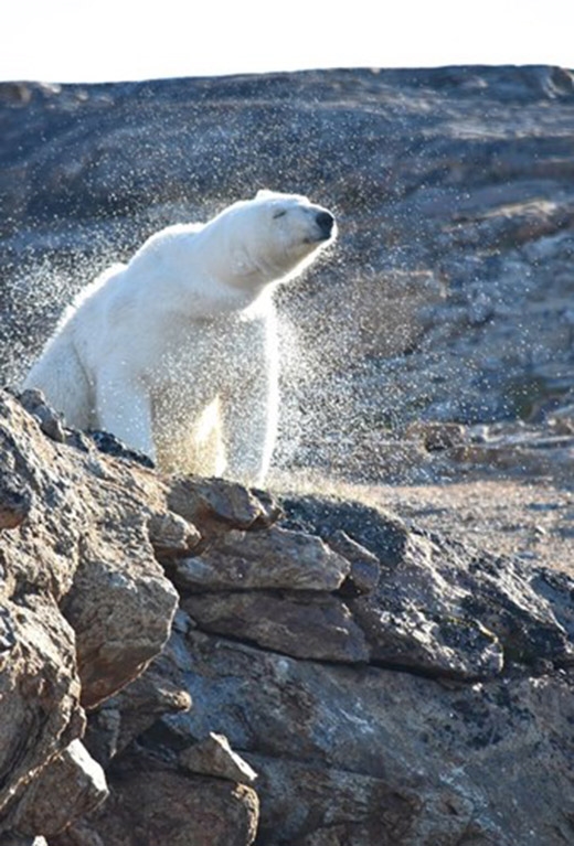 Nhưng sau khi các bức ảnh về đảo Baffin được công bố, giới nghiên cứu động vật đã bị sốc.