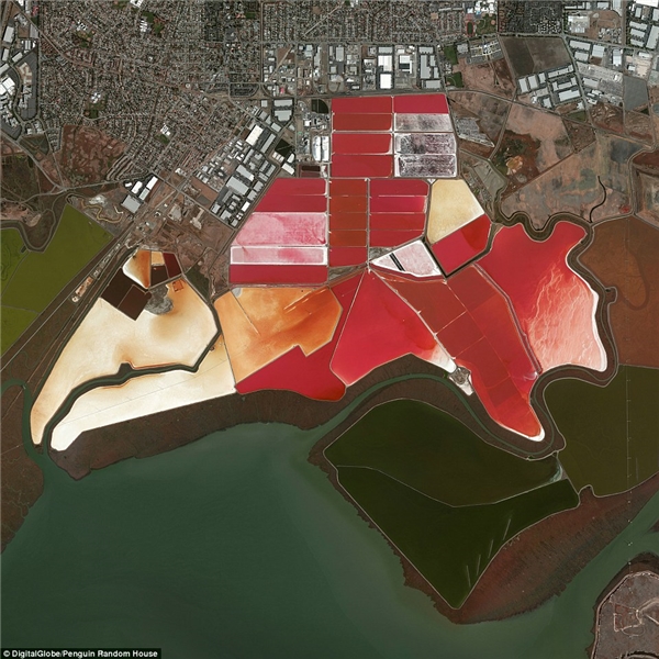 Đây là hình ảnh ruộng muối ở San Francisco, California. Nước được đưa vào các ao lớn và bắt đầu chuyển đổi thành nước mặn. Từ đó, nước muối sẽ trải qua các quá trình làm bay hơi trước khi trở thành các tinh thể muối thực sự. Các ao lớn có màu đỏ rực rỡ của họ là do màu của tảo Dunaliella.