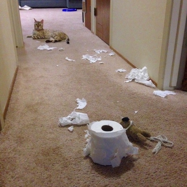 Dường như mèo và khăn giấy là kẻ thù truyền kiếp của nhau.
