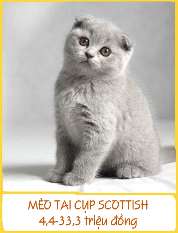 Khác với các giống mèo bình thường, mèo Scottish Fold có đôi tai cụp xuống do đột biến gen. Chúng năng động, dễ hòa đồng và được đánh giá là giống mèo thông minh. Điểm nổi bật ở giống mèo này là chúng có thể đứng trên hai chân sau và quan sát những thứ chúng thích. Mỗi chú mèo cụp tai có giá từ 4,4-33,3 triệu đồng