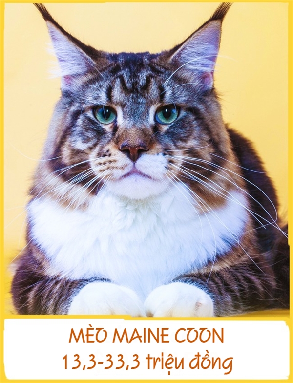 Mèo Main Coon hay còn được gọi với cái tên mèo lông dài Mỹ là một trong những giống mèo lớn nhất. Những con trưởng thành nặng từ 5-15kg và dài khoảng 1,23m. Mặc dù có ngoại hình hơi đồ sộ nhưng giống mèo này lại rất đáng yêu và hòa nhã. Mỗi chú mèo Main Coon có giá từ 13,3-33,3 triệu đồng
