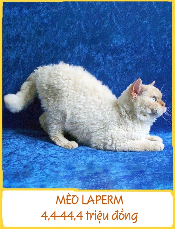 LaPerm là một trong những giống mèo kì lạ nhất xuất hiện từ những năm 1980 ở Mỹ. Chúng có bộ lông xoăn như lông cừu và đặc biệt không gây dị ứng. Chính vì thế LaPerm là lựa chọn thích hợp cho những gia đình có người dị ứng lông. Mỗi chú LaPerm có giá khoảng 4,4-44,4 triệu đồng