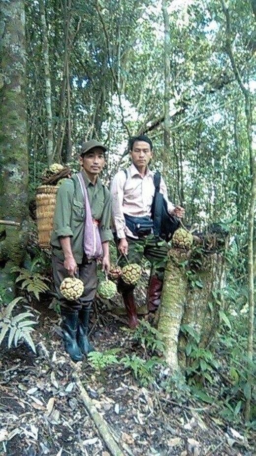 Một người dân đi thu hoạch na rừng.