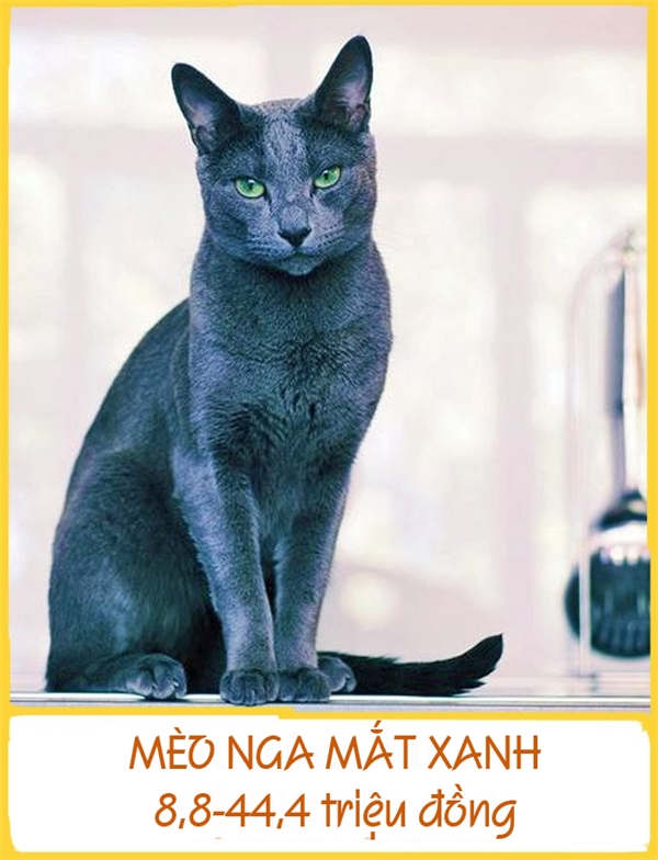 Mèo Nga mắt xanh là một trong những giống mèo lông ngắn phổ biến nhất được biết đến từ những năm 1893. Theo quan niệm dân gian, chúng đem lại vận may cho chủ của mình. Do đó, đã có nhiều người không ngại ngần bỏ ra 8,8-44,4 triệu đồng để sở hữu một chú mèo Nga mắt xanh kiêu kỳ
