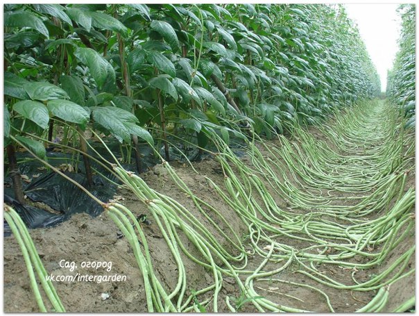 Cách trồng đậu đũa khá đặc biệt nhưng năng suất thì nhìn là biết, quá đỉnh
