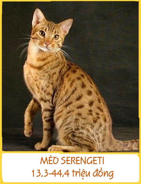 Mèo Serengeti được phát hiện vào năm 1994 ở California. Giống mèo này khi trưởng thành có thể nặng đến 12kg với bộ lông đốm đen, đôi tai lớn và chân dài. Giá mỗi con dao động từ 13,3-44,4 triệu đồng