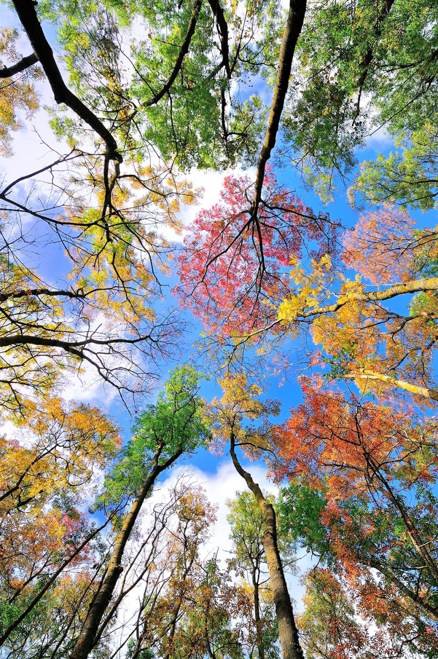 Khung cảnh mùa thu yên bình và đầy màu sắc. 