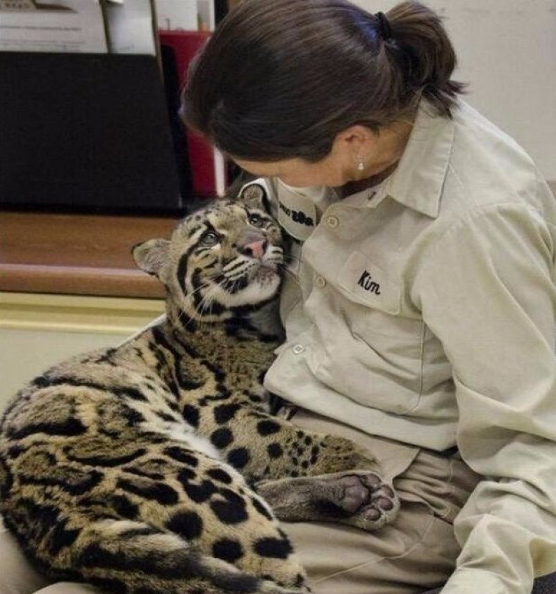 Báo đốm - một loài vật hoang dã - nằm gọn trong lòng và trao cho nữ nhân viên vườn thú ánh nhìn đầy tin tưởng.
