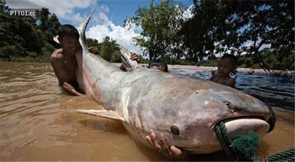 Con cá tra dầu nặng 293kg, dài 2,7m giữ kỉ lục là con cá nước ngọt nặng nhất thế giới