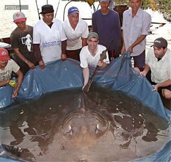 13 người lớn cùng hợp sức mới có thể đưa con cá đuối khổng lồ này lên bờ