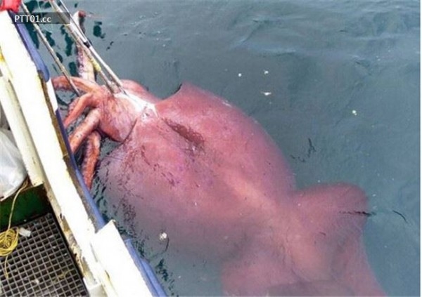 Trong khi đánh bắt loại cá lớn Patagonian, các ngư dân vô tình câu được con mực nặng gần nửa tấn