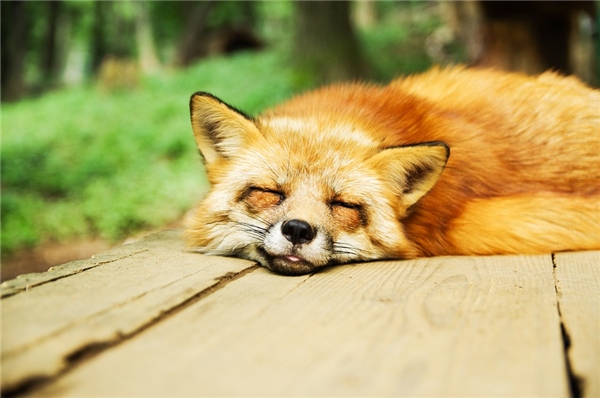 Thời gian chìm sâu vào giấc ngủ của mỗi động vật khác nhau tùy vào kích thước của chúng. (Ảnh: Internet)