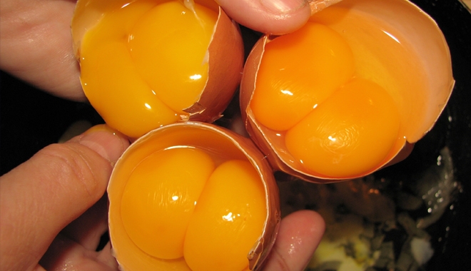 Học cách nhìn màu lòng đỏ biết quả trứng nào từ con gà khỏe mạnh
