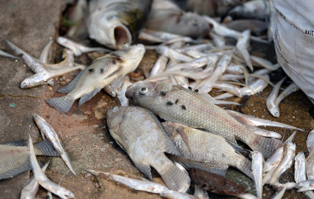 Trên 200 tấn cá đã chết từ hồ Tây chỉ trong 3 ngày 2-3-4.10.2016, nhiều nơi được vớt lên để la liệt trên vỉa hè, ruồi bâu nhằng nhịt xung quanh.