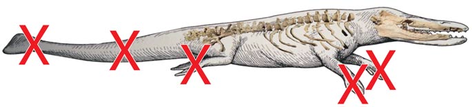 Hóa thạch tìm thấy không hề bao gồm phần đuôi hay chi của con Rodhocetus mà các nhà nghiên cứu vẽ ra