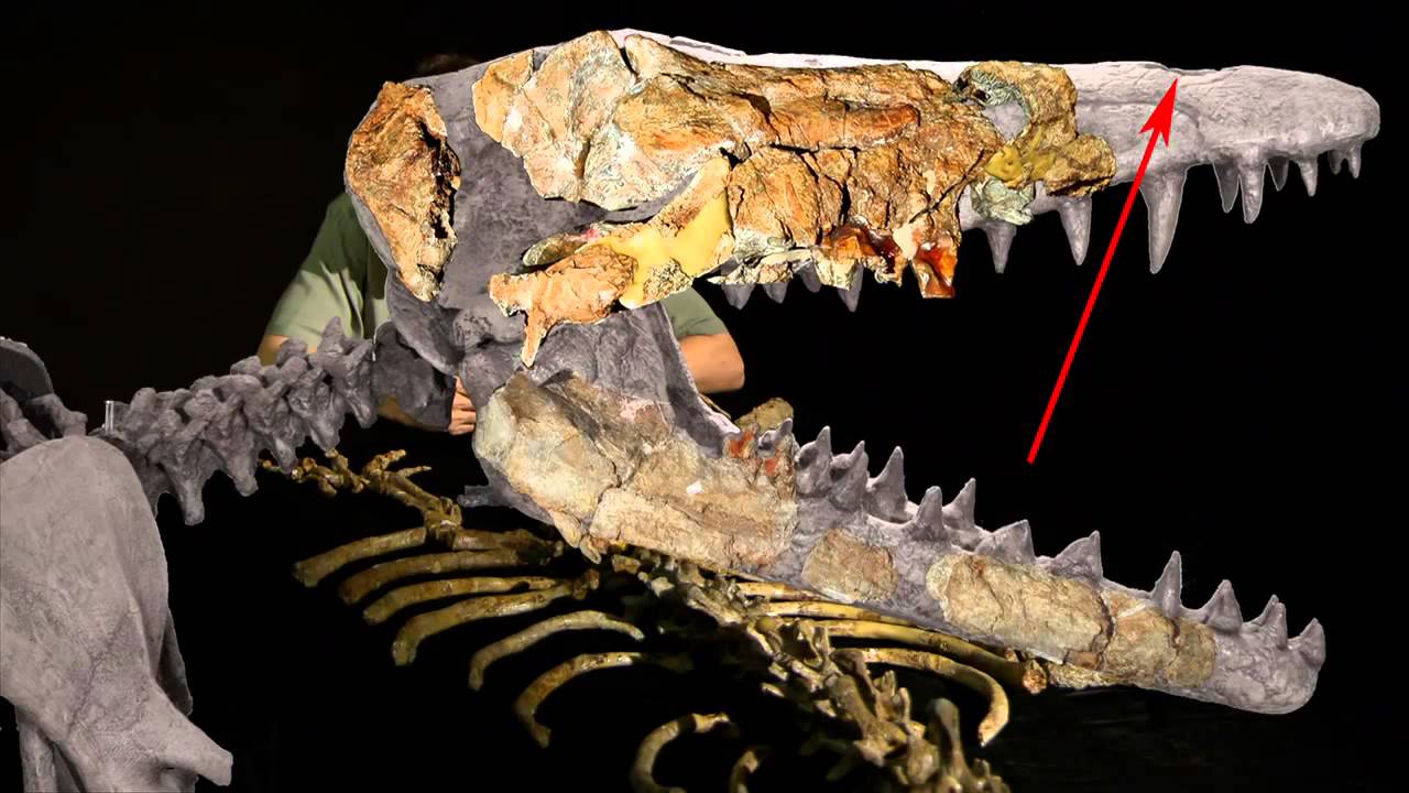 Hóa thạch Ambulocetus không cho thấy có lỗ phun nước (Ảnh chụp/Youtube)