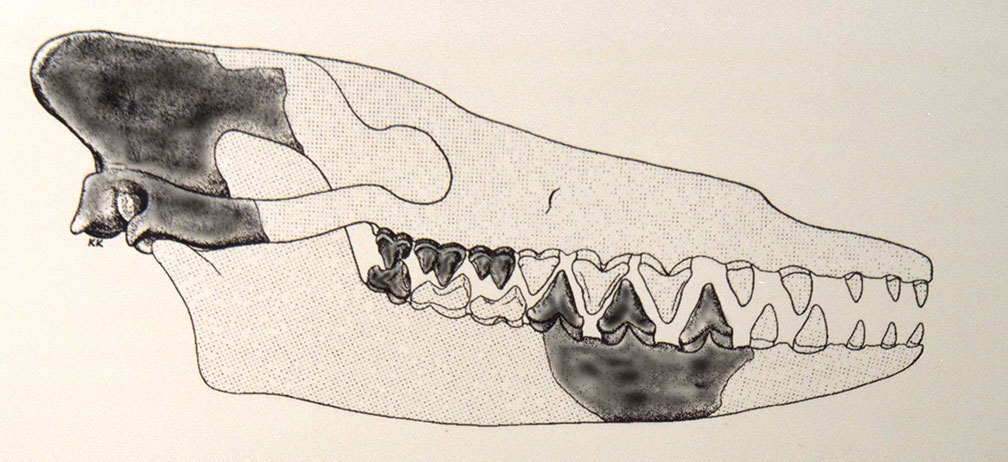 Xương sọ của con Pakicetus, phần màu tối là các mẩu xương thật, còn lại đều dựa vào xương cá voi cổ đại