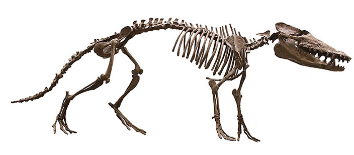 Và đây, bộ xương hoàn chỉnh của con Pakicetus được tìm thấy năm 2001. Một loài động vật trên cạn không có bộ phận nào phục vụ cho việc bơi dưới nước