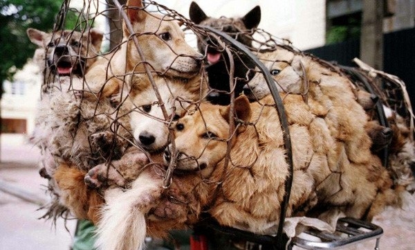 Người Việt giết thịt 5 triệu con chó mỗi năm