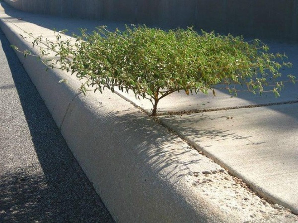 18. Đây có lẽ là cái cây nổi bật nhất con đường bê tông này. 