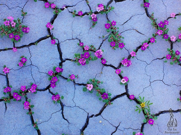 19. Đất khô cằn, nẻ toác vì không có nước thì vẫn có những bông hoa nhỏ xinh đua nhau khoe sắc.