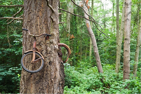 4. Với sức sống mạnh mẽ, cái cây này đã “nuốt chửng” cả một chiếc xe đạp.