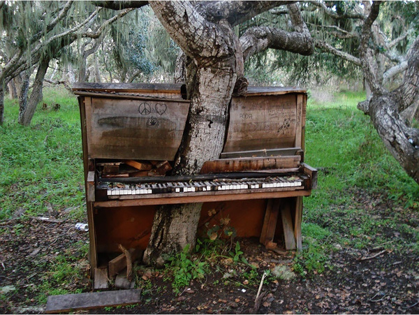 1. Một cây cổ thụ mọc xuyên qua chiếc đàn piano cũ ở Califfornia.