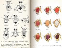 Những con ruồi giấm đột biến trong sách giáo khoa thế giới