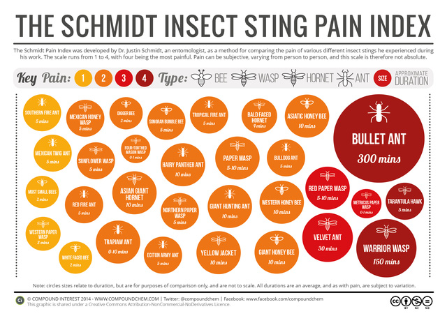 Bảng xếp hạng các loại con trùng đốt đau nhất trên thế giới