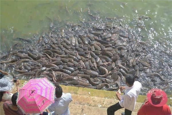 Hình ảnh này khiến người ta rùng mình khi nghĩ đến một cuộc xâm lược của cá da trơn.