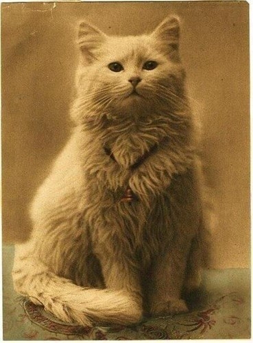 Bức ảnh chân dung mèo được chụp trong thời đại Victoria, được cho là một trong những hình ảnh đầu tiên của được chụp của loài mèo.