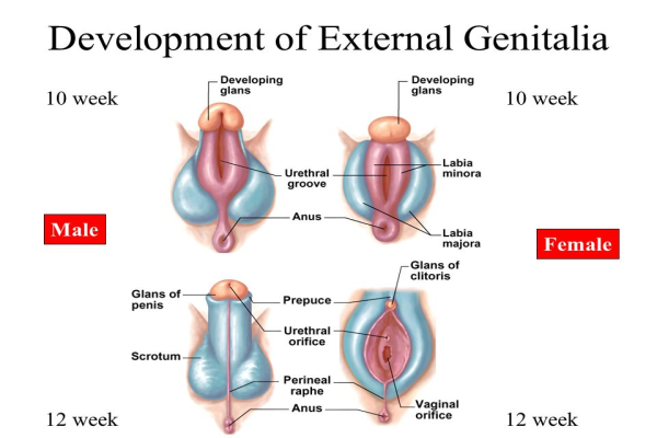 Sự hình thành và phát triển bộ phận sinh dục của bé trai và bé gái.