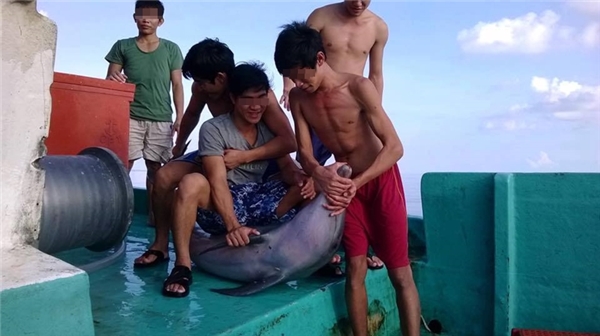 Nhóm thanh niên tỏ ra phấn khích khi bắt được chú cá heo. 