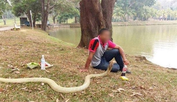 Dù đang làm gì, đang ở đâu anh và nàng rắn dài hơn 3 mét này vẫn đồng hành, quấn quít cùng với nhau.