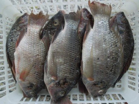 Cá rô phi nuôi không có được loại dầu cá khỏe mạnh như cá rô phi sống ở ao, hồ tự nhiên. 