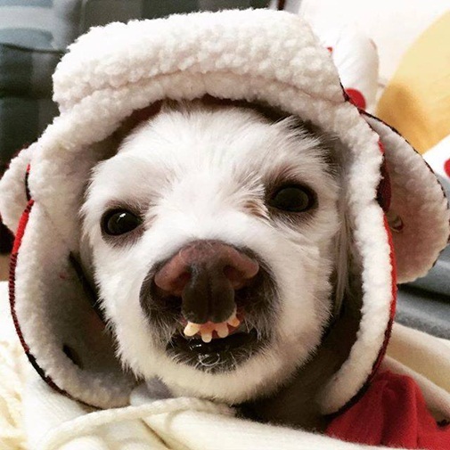 Trần đời chưa gặp được một con chó nào có bộ răng khiêu khích như vầy